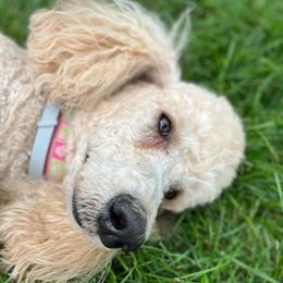 Poodles from We Have Standards!