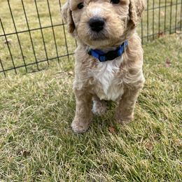 Goldendoodle Puppies from Ellie's Goldendoodles