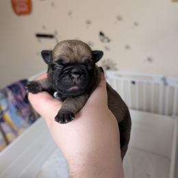 Tate - Fawn male Pug puppy in Winter Haven, Florida from Lisa's Pugalicious Pugs