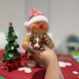 John - Red  male Poodle puppy in Miami, Florida from Poodles 4 Life