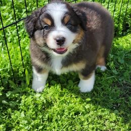 Boy 3 - Red Miniature American Shepherd puppy in Sheridan, California from Moon Phase Kennel