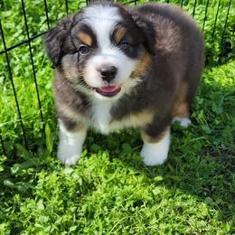Boy 3 - Red Miniature American Shepherd puppy in Sheridan, California from Moon Phase Kennel