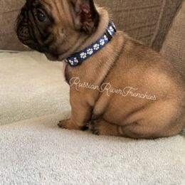 French Bulldog Puppies from Russian River Frenchies