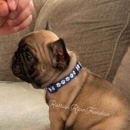 French Bulldog Puppies from Russian River Frenchies
