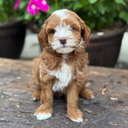 Tomato - Red  female Goldendoodle puppy in Wharton, Texas from Little Fur Friends