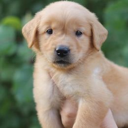 Lucky - Golden male Golden Retriever puppy in Lucasville, Ohio from Trusting Hearts Kennel