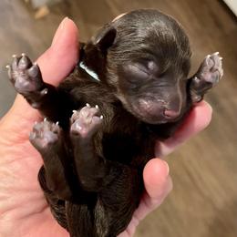 Kodiak - Liver male Miniature Schnauzer puppy in Interlachen, Florida from Pam's Schnauzers
