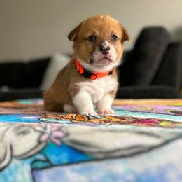 Pembroke Welsh Corgi Puppies from Inland Empire Corgis