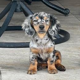 Dachshund Puppies from Sawyer’s Teenie Weenies
