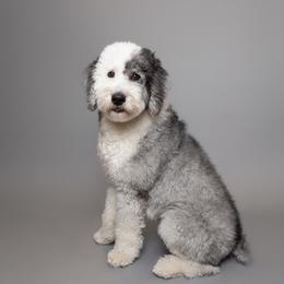 Grizzy - Sheepadoodle