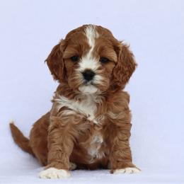 Maisie - Red female Cavapoo puppy in Vineyard, Utah from Pitter Patter Puppies