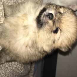 Pomeranian Puppies from Ruby’s Kennel