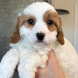 Ash - Tri-color male Cavapoo puppy in Tucson, Arizona from Adored Poodle & Doodles