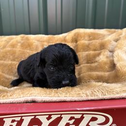 Espresso - Black male Labradoodle puppy in Batesville, Arkansas from Morris Farmyard