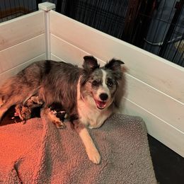Border Collie Puppies from Hounds of Rabbit Hill