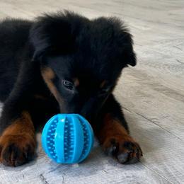 Greg Brandy - Black tri male Toy Australian Shepherd puppy in Sulphur, Louisiana from Triple J Aussies and Corgis