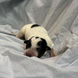 Boy 1 - Blue speckled male Australian Cattle Dog puppy in Concrete, Washington from Back Country Australian Cattle dogs