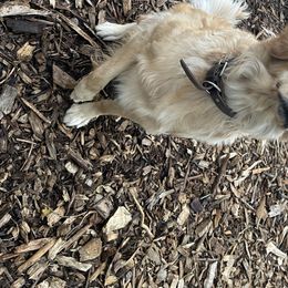 Molly - Golden Retriever