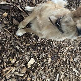Molly - Golden Retriever