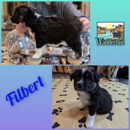 Filbert - Miniature American Shepherd puppy from Wanderlust Mini American Shepherds