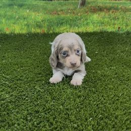 Isabella and Cream Piebald Longhair Male - Blue and cream male Dachshund puppy in Killeen, Texas from Southern Dachshunds