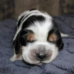 Benson - Black white and tan male English Springer Spaniel puppy in Winchester, Kentucky from Hidden Springs Farm