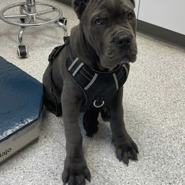 Biewer Terrier, Cane Corso, and Yorkshire Terrier Puppies from Exotic Yorkie Imports & Cessna Cane Corso