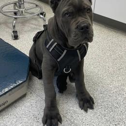 Biewer Terrier, Cane Corso, and Yorkshire Terrier Puppies from Exotic Yorkie Imports & Cessna Cane Corso