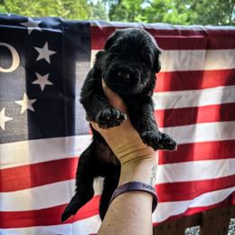 Ella - Bi-color female German Shepherd puppy in Knowlton Township, New Jersey from Augenblick Kennels