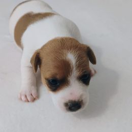 Izzy - Brown and white female Jack Russell Terrier puppy in London, Kentucky from Whitehouse Jack Russells