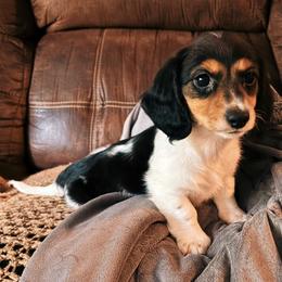 Rigatoni (Full AKC) - Piebald male Dachshund puppy in Mountain Home, Arkansas from The Teacup Homestead Miniature Dachshunds