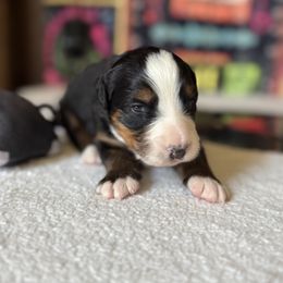 Pink - Joplin - Tri-color female Bernese Mountain Dog puppy in Redlands, California from Country Feels Ranch