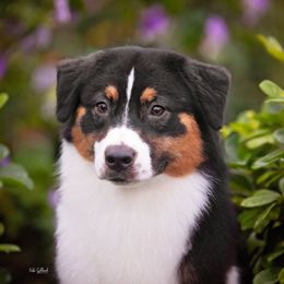 Australian Shepherds from Smokey Row Australian Shepherds