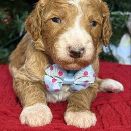 Yarrow- Blue collar male - Red  male Goldendoodle puppy in Yuciapa, California from AlltheDoodlez_