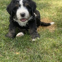 Bernedoodle Puppies from Big Sky Bernedoodles and Poodles