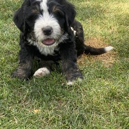 Bernedoodle Puppies from Big Sky Bernedoodles and Poodles