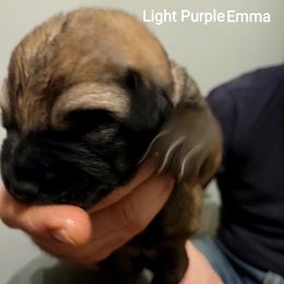 Emma - Wolfgray female Spanish Mastiff puppy in Prosperity, Pennsylvania from Prosperity Guardians