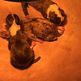 2 - male Alapaha Blue Blood Bulldog puppy in Grafton, Ohio from Eclipse Alapaha Kennels