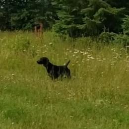 German Shorthaired Pointer All Grown Up from SAND CREEK Shorthairs