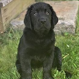 Labrador Retriever Puppies from Lorlyn Labradors