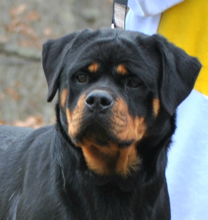 Meesha - Rottweiler