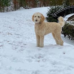Labradoodle Puppies from Blackberry Hill Doodles