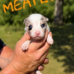 Meatlug - Blue merle female Border Collie puppy in Sanger, California from Flying M Cactus Ranch Buddies
