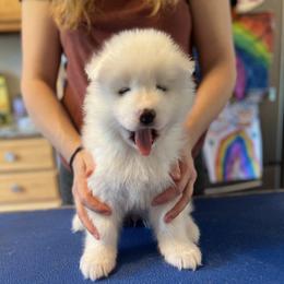 Girl 1 - Samoyed puppy in Tampa, Florida from Icecrown Samoyeds