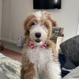 Amaris - Aussiedoodle