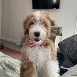 Amaris - Aussiedoodle