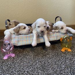 Cockapoo Puppies from Country J Canines