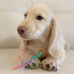 Cosmo - Cream male Dachshund puppy in Peyton, Colorado from Dachshund Universe