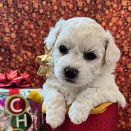 Sugar - White female Bichon Frise puppy in Tehachapi, California from Peg's Bichons