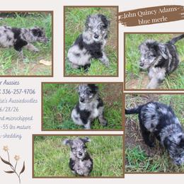 John Quincy Adams - Blue merle male Aussiedoodle puppy in Asheboro, North Carolina from Stellar Aussies
